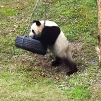 Video: Panda lustējas ar riepu