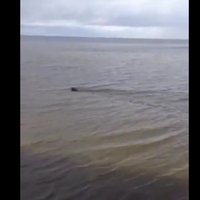 Video: Jaunķemeru pludmalē pa jūru jož bebrs