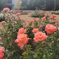 Foto: Bulduru Dārzkopības vidusskolā skaisti zied rozes
