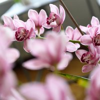 Foto: Zilas, raibas un punktainas – eksotiskās orhidejas Dabas muzejā