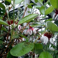 Nacionālajā botāniskajā dārzā gatavojas spāru svētkiem, plaukst filodendri un zied feihoja
