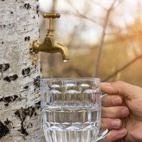 Живая вода из сказок — березовый сок: как правильно собирать, хранить и для чего использовать?