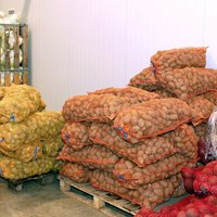 Asociācija: kartupeļi Latvijā ir novākti; kopējā raža sarukusi vismaz par 15%