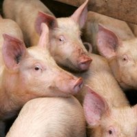 Под Елгавой африканская чума перекинулась на домашних свиней: 165 животных пришлось ликвидировать