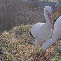 Stārķu dzīve tuvplānā: atsākas tiešraide no baltā stārķa ligzdas