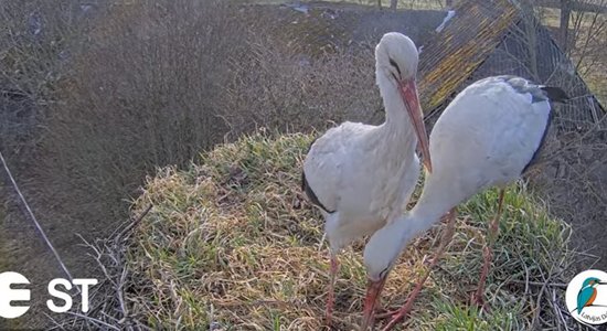 Stārķu dzīve tuvplānā: atsākas tiešraide no baltā stārķa ligzdas