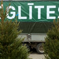 Ziemassvētku eglīšu cenas Rīgas Centrāltirgū svārstās no diviem līdz 20 eiro