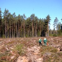 'Latvijas valsts meži' izsludina vērienīgu konkursu meža darbu veikšanai
