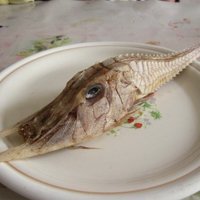 Pie Borneo noķerta ļoti dīvaina jūras radība