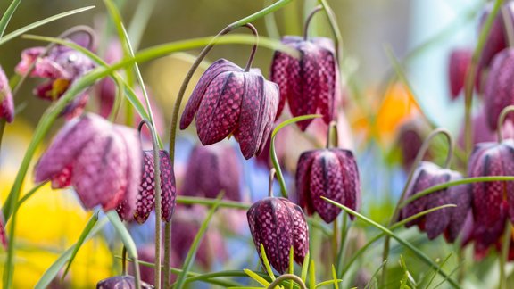 fritilārija, sīpolpuķe