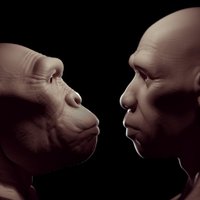 Названо новое различие между мозгом человека и обезьяны
