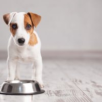 'Dogo' sāga: Suņu saslimšanu uzliesmojums beidzies; speciāliste aicina joprojām būt vērīgiem
