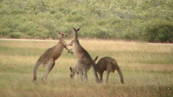 Austrālija - 1