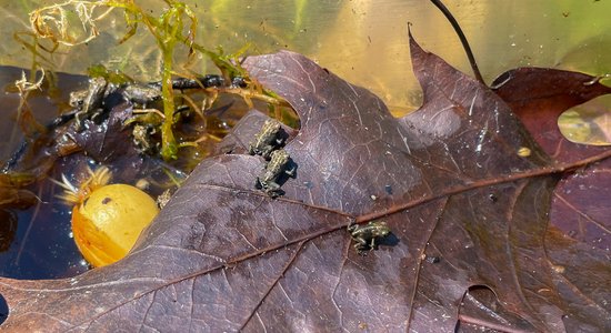 Bēnes pagastā jauni vērtīgi iemītnieki – smilšu krupji