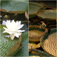 Botāniskajā dārzā uzplaukusi Viktorijas ūdensroze; šonedēļ ziedēs otrs zieds