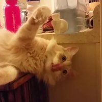 Amizants video: Kaķis veltīgi tecina ūdeni no automāta