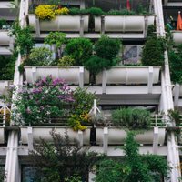 Urbānā dārzkopība: kā ierīkot dārziņu uz balkona un ko tur audzēt vasarā