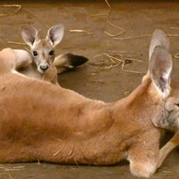 ФОТО. В Рижском зоопарке родился маленький кенгуренок