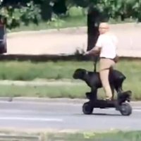 Video: Rīgā uz skrejriteņa pārvadā suni