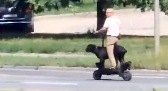ВИДЕО: В Риге мужчина на самокате мчался по трассе с большой собакой. Это законно?