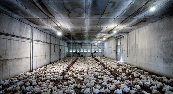 'Dzīvnieku brīvība': Industriālā lopkopība ir viens no galvenajiem globālu pandēmiju riska faktoriem