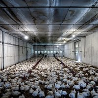 'Dzīvnieku brīvība': Industriālā lopkopība ir viens no galvenajiem globālu pandēmiju riska faktoriem