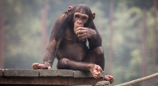 Ученые создали первые гибридные эмбрионы человека и обезьяны