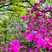 ФОТО. Тюльпаны, рододендроны, яблони: Как выглядит весна в Национальном ботаническом саду в Саласпилсе