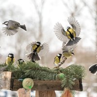 Skaisti foto: Zīlīšu pulcēšanās piemājas barotavā