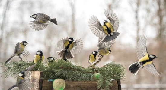 Skaisti foto: Zīlīšu pulcēšanās piemājas barotavā