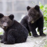 В зоопарке Бернa усыпили здорового медвежонка — сына Миши и Маши