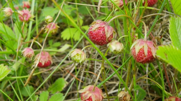 Spradzenes augļi_fragaria viridis