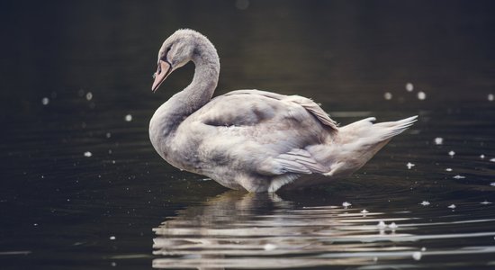 Trīs Valpurģu nakts rituāli sievietes laimei