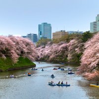 Foto: Tokijā, Japānā visā krāšņumā zied sakura