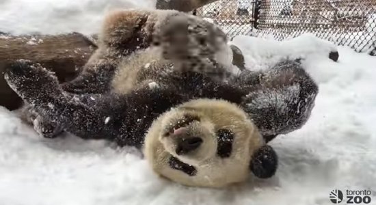 Video: Milzu panda kārtīgi izvārtās sniegā