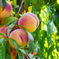 Foto: Aromātisko persiku audzēšana un augļu novākšana pasaulē