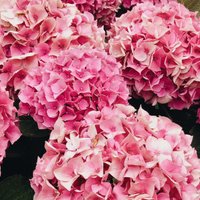 Hortenziju ziedēšanas laiks – kā tās palutināt