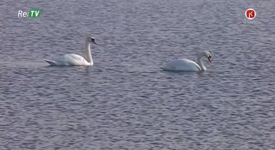 Zemnieki iebilst pret putnu turēšanu slēgtās telpās