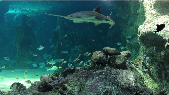 shark in aquarium