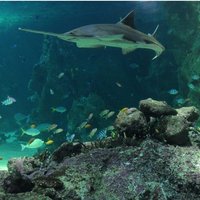 В Австралии открыт крупнейший в мире морской заповедник