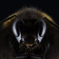 Biškopji neparaksta memorandu ar pesticīdu lietotājiem