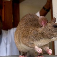 Полчища гигантских крыс атаковали шведский город