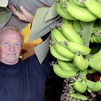 Foto: Lielbritānijā eksotisko augu entuziasti savās mājās izaudzējuši banānus un ananasus