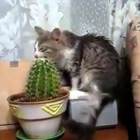 Kā atradināt kaķi no kaktusa ēšanas