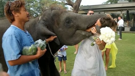 Elephant and bride