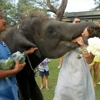 Kāzu laikā zilonis iebāž mutē līgavas galvu