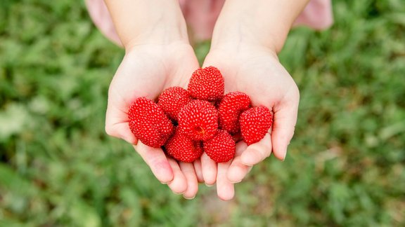 zemeņavene, zemeņavenes, Rubus Illecebrosus