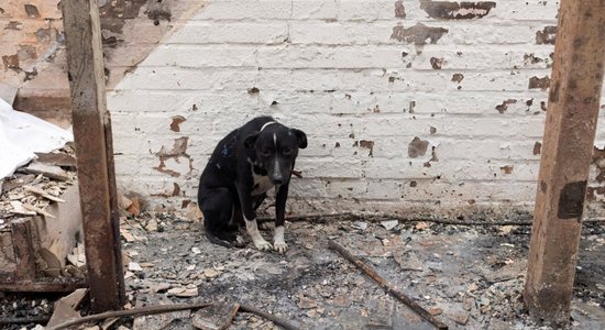 Собак из питомника Lieldeviņzare продадут как беспородных — за бесценок
