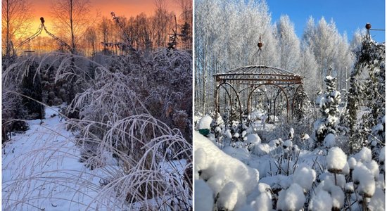 Foto: Arkas, skujkoki un ziemcietes jeb kā izveidot īstu ziemas pasaku dārzā