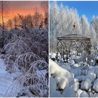 Foto: Arkas, skujkoki un ziemcietes jeb kā izveidot īstu ziemas pasaku dārzā